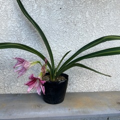 アマリリス❓　　ピンク色のストライプ柄の画像