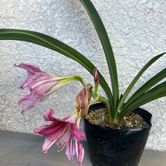 アマリリス❓　　ピンク色のストライプ柄の画像