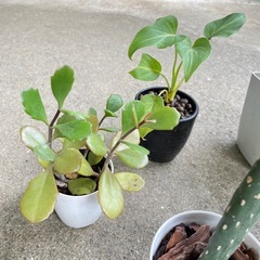 観葉植物　5点　まとめ売り　多肉植物　サボテンの画像