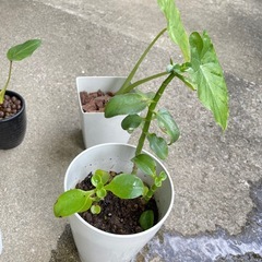 観葉植物　5点　まとめ売り　多肉植物　サボテンの画像