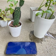 観葉植物　5点　まとめ売り　多肉植物　サボテンの画像