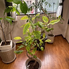 観葉植物の画像
