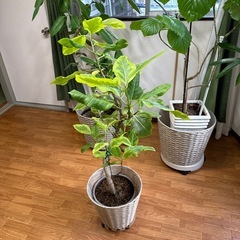 観葉植物の画像