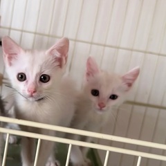 とっても甘えん坊な白猫の兄弟　2ヶ月