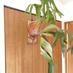 観葉植物　ビカクシダ　大型　ビフルカツムの画像