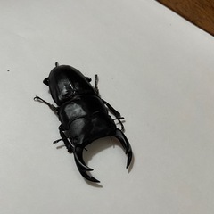 オオクワガタ　オスメス1ペア(阿古谷)の画像