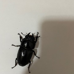 オオクワガタ　オスメス1ペア(阿古谷)の画像