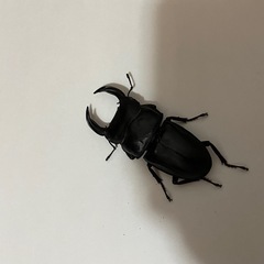 オオクワガタ　オスメス1ペア(阿古谷)の画像