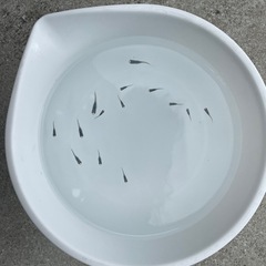 深海　めだか　メダカ
の画像