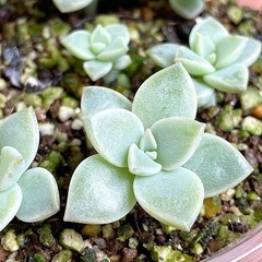 多肉　薄氷　葉挿しっ子卒業生の画像