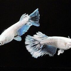 🎏メダカ【朱天皇】✨３ペア✨計６匹✨めだか🎏９月13日㈯ フレスポ稲毛にての画像