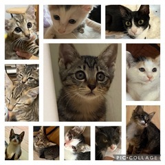 9月20日（土）可愛いニャンコ達が参加します