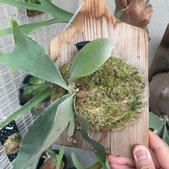 ビカクシダ　e-1 白ビフ　観葉植物　板付の画像
