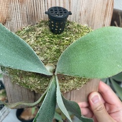 ビカクシダ　e-1 白ビフ　観葉植物　板付の画像