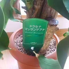 観葉植物【ドラセナ マッサンゲアナ】、他　計二点の画像