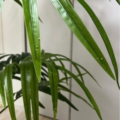 決まりました《9/15-9/20引取限定》フェイクグリーン　観葉植物　IKEA リビングの画像