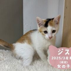 9/14日曜日　譲渡会in川崎市動物愛護センター　子猫から…