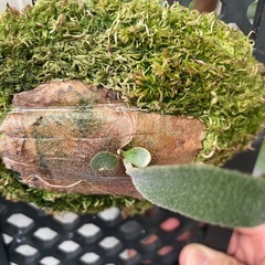 ビカクシダ　SS Foong エスエスフーン⭐︎ 観葉植物　板付の画像