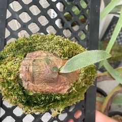 ビカクシダ　SS Foong エスエスフーン⭐︎ 観葉植物　板付の画像