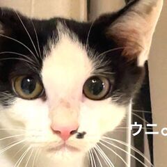 9/13土曜日　譲渡会in溝の口駅　子猫から大人猫まで