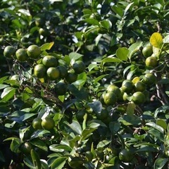 大宜味村シークワーサー収穫手伝い