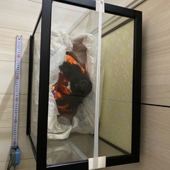 日本人形の画像