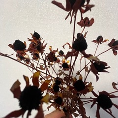 ドライフラワーの画像