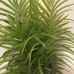 観葉植物　プラスチック製の画像