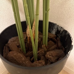 観葉植物　プラスチック製の画像