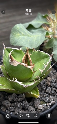 アガベ　白犀牛　シロサイ