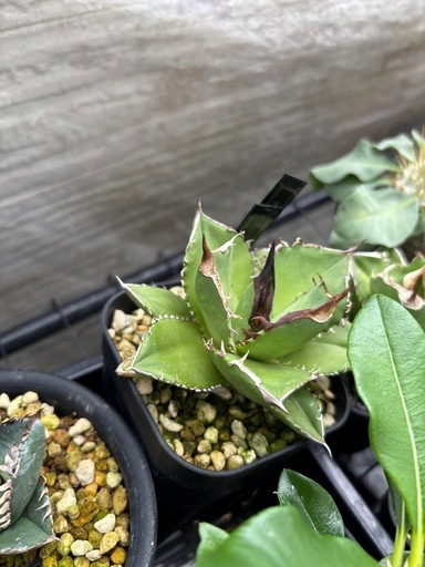 アガベ　キングアーサー