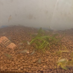 ☘️ミナミヌマエビ10匹＋αと水草☘️の画像