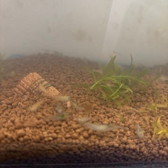 ☘️ミナミヌマエビ10匹＋αと水草☘️の画像