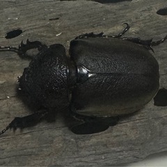 コーカサスオオカブト ♀単の画像