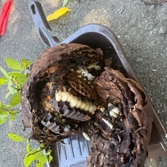 蜂に困ったら駆除させて頂きます！の画像