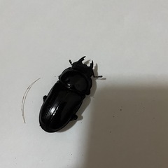 オオクワガタ　♂♀1ペア　(阿古谷)
の画像