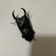 オオクワガタ　♂♀1ペア　(阿古谷)
の画像