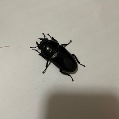 オオクワガタ　♂♀1ペア　(阿古谷)
の画像