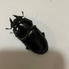 オオクワガタ　♂♀1ペア　(阿古谷)の画像