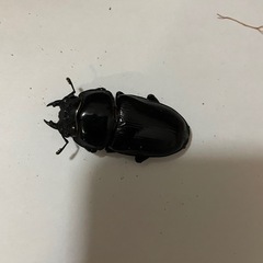 オオクワガタ　♂♀1ペア　(阿古谷)の画像