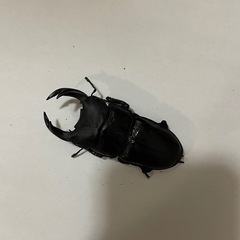 オオクワガタ　♂♀1ペア　(阿古谷)の画像