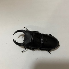 オオクワガタ　♂♀1ペア　(阿古谷)の画像