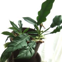インテリア観葉植物　アンスリウム　フ―ケリー　5号長鉢の画像