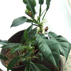 インテリア観葉植物　アンスリウム　フ―ケリー　5号長鉢の画像