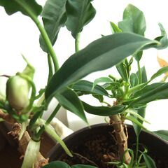 インテリア観葉植物　アンスリウム　フ―ケリー　5号長鉢の画像