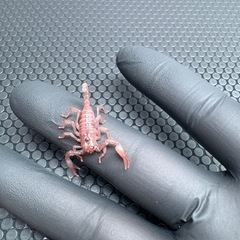 チャグロサソリ🦂　生後2ヶ月ベビーの画像