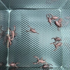 チャグロサソリ🦂　生後2ヶ月ベビーの画像