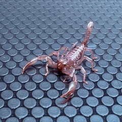 チャグロサソリ🦂　生後2ヶ月ベビーの画像