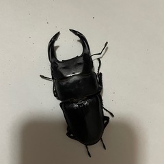 オオクワガタ　♂♀1ペア(阿古谷)の画像