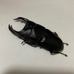 オオクワガタ　♂♀1ペア(阿古谷)の画像